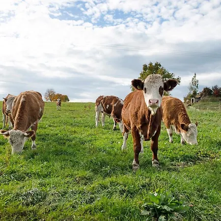 Landluft Ferien - Morgentau